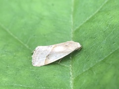 Micrathetis tecnion
