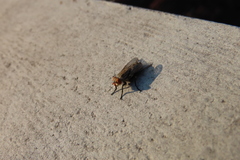 Diptera