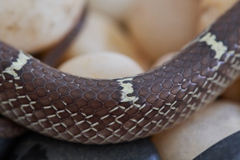Russell's Wolfsnake photo 2