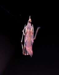 Rhomphaea