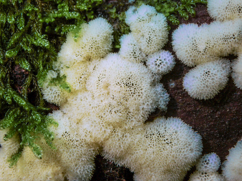 Ceratiomyxa porioides nuotrauka