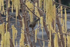 Phylloscopus collybita