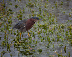 Butorides virescens image