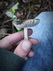 Pluteus cinereofuscus