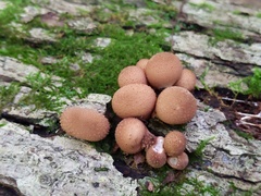 Lycoperdon subincarnatum