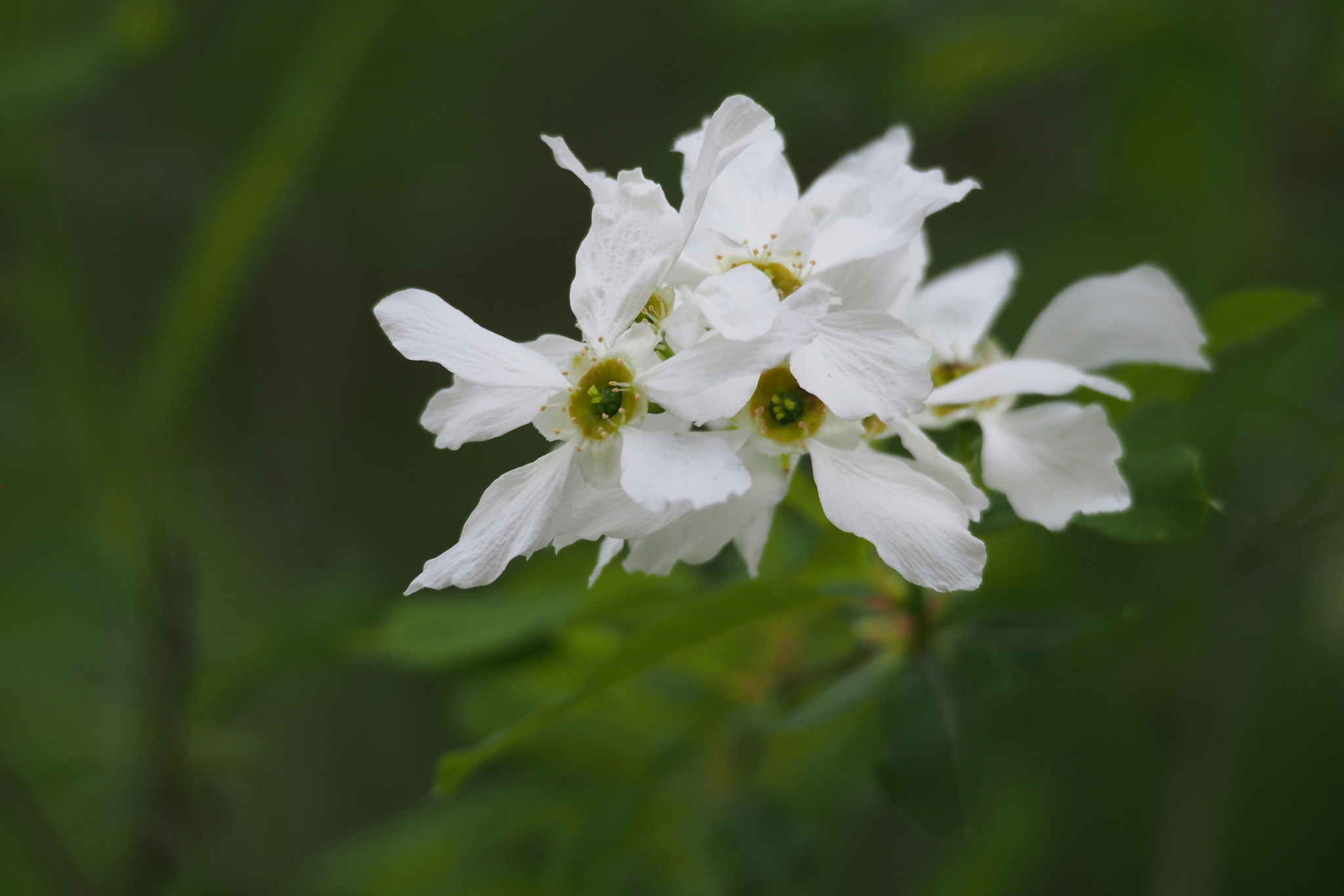Exochorda