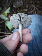 Pluteus cinereofuscus