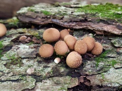 Lycoperdon subincarnatum
