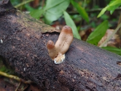 Trichoderma alutaceum