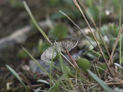 Eupithecia satyrata
