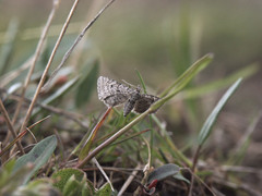 Eupithecia satyrata