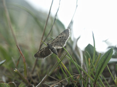 Eupithecia satyrata