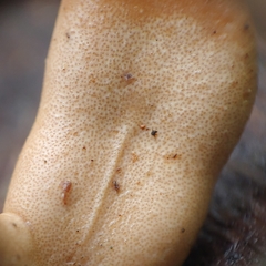 Trichoderma alutaceum