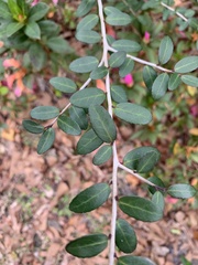 Ilex myrtifolia