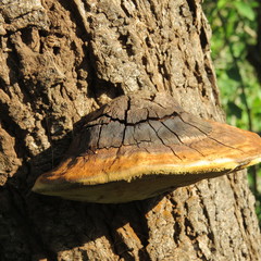 Fulvifomes elaeodendri