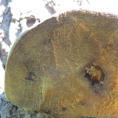 Fulvifomes elaeodendri