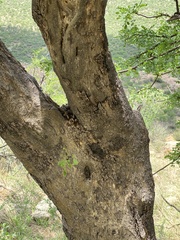 Albizia anthelmintica image