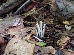 Clavaria subfalcata