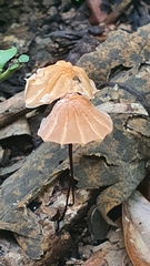 Marasmius
