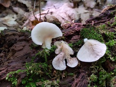 Hohenbuehelia angustata