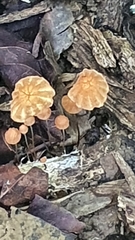 Marasmius