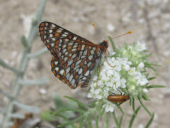 Euphydryas anicia bernadetta