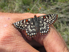 Euphydryas anicia bernadetta