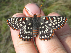Euphydryas anicia bernadetta