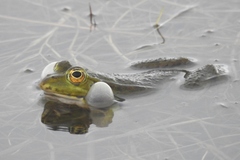 Pelophylax lessonae