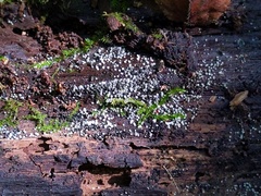 Ruzenia spermoides