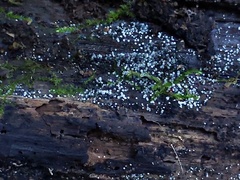 Ruzenia spermoides