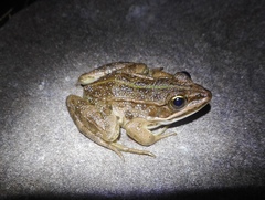 Pelophylax lessonae
