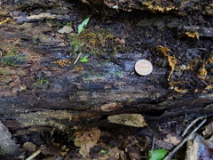 Ruzenia spermoides