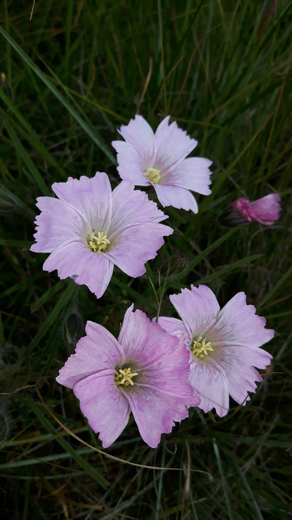 Escarpment Dysentry-Herb