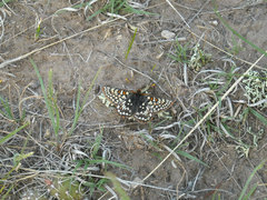 Euphydryas anicia bernadetta