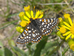 Euphydryas anicia bernadetta