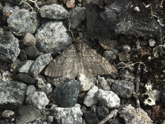 Entephria