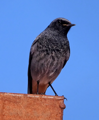 Phoenicurus ochruros