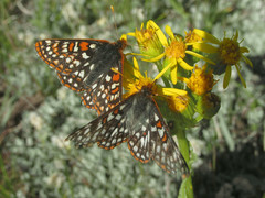 Euphydryas anicia bernadetta