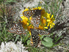 Euphydryas anicia bernadetta