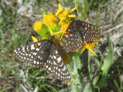 Euphydryas anicia bernadetta