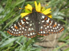 Euphydryas anicia bernadetta