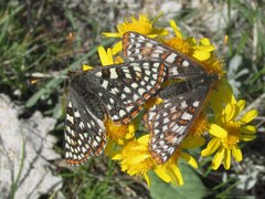 Euphydryas anicia bernadetta