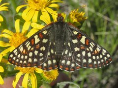 Euphydryas anicia bernadetta