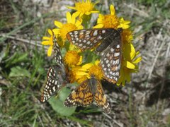 Euphydryas anicia bernadetta