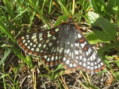 Euphydryas anicia bernadetta