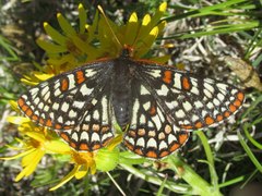 Euphydryas anicia bernadetta