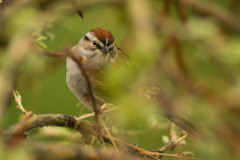 Spizella passerina