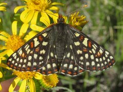Euphydryas anicia bernadetta
