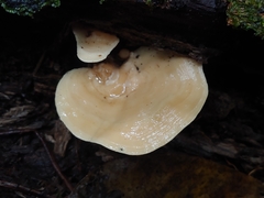 Flaviporus liebmannii